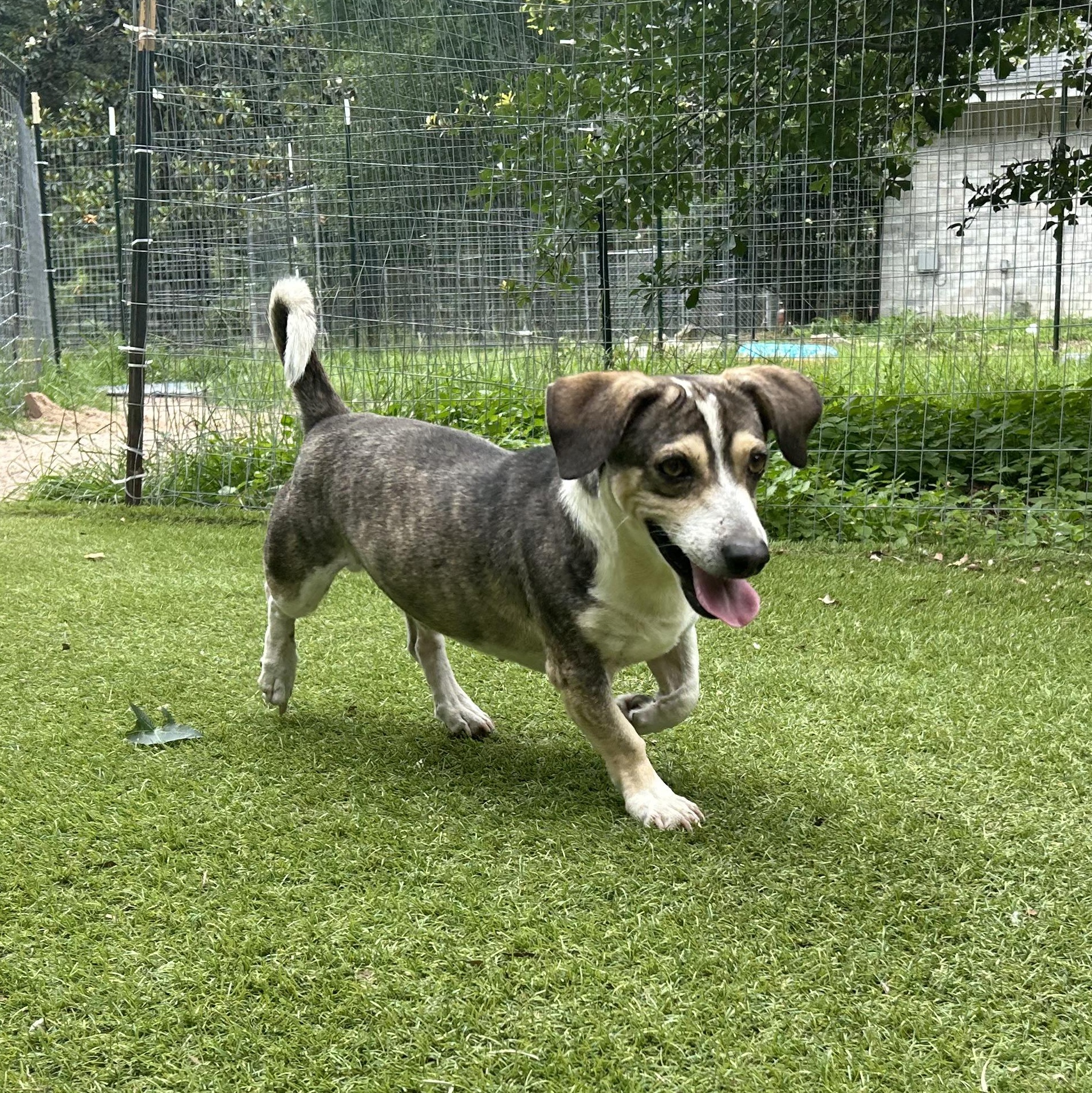 Enlarge Buster, an adopted mixed breed in Magnolia, TX image 3/6