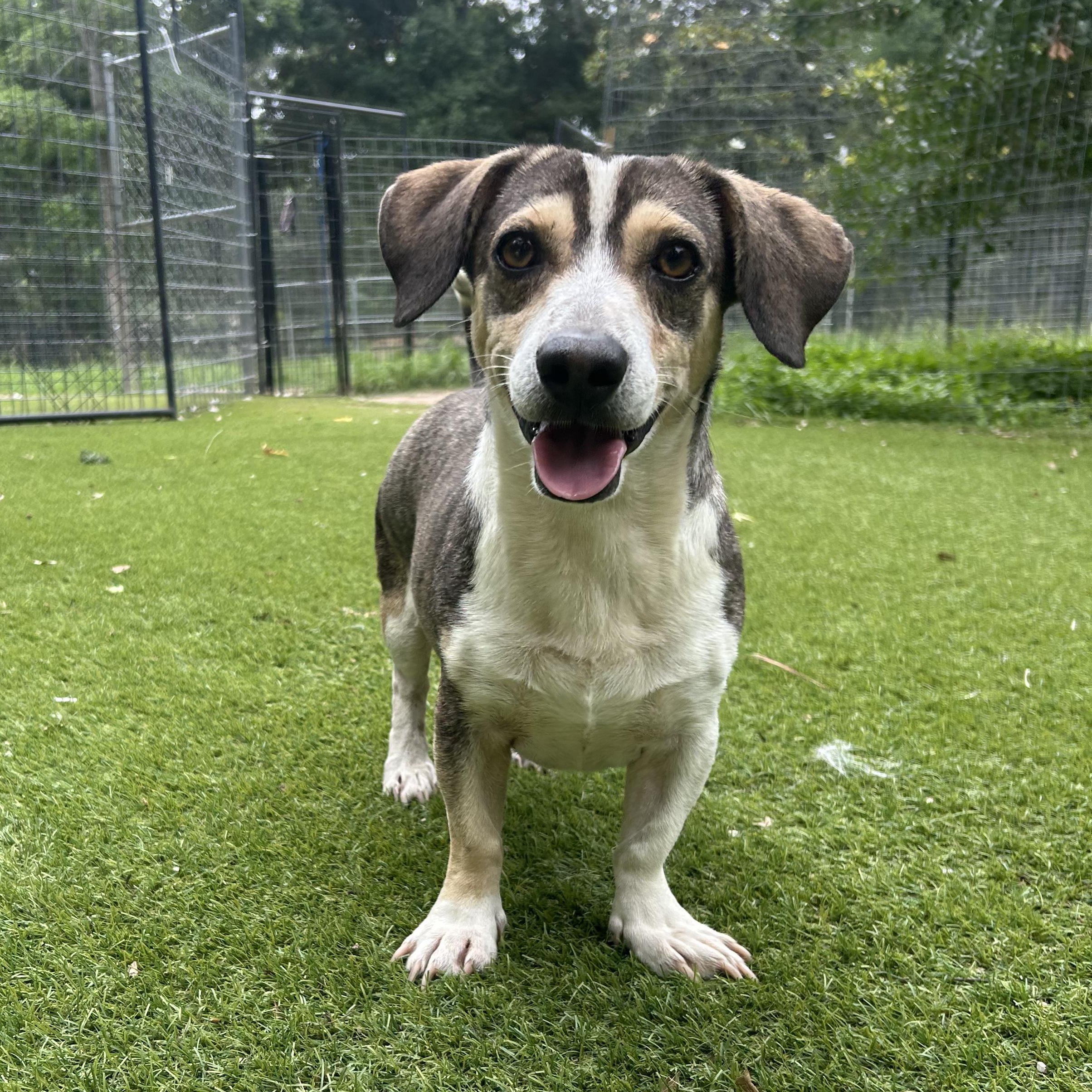 Enlarge Buster, an adopted mixed breed in Magnolia, TX image 2/6