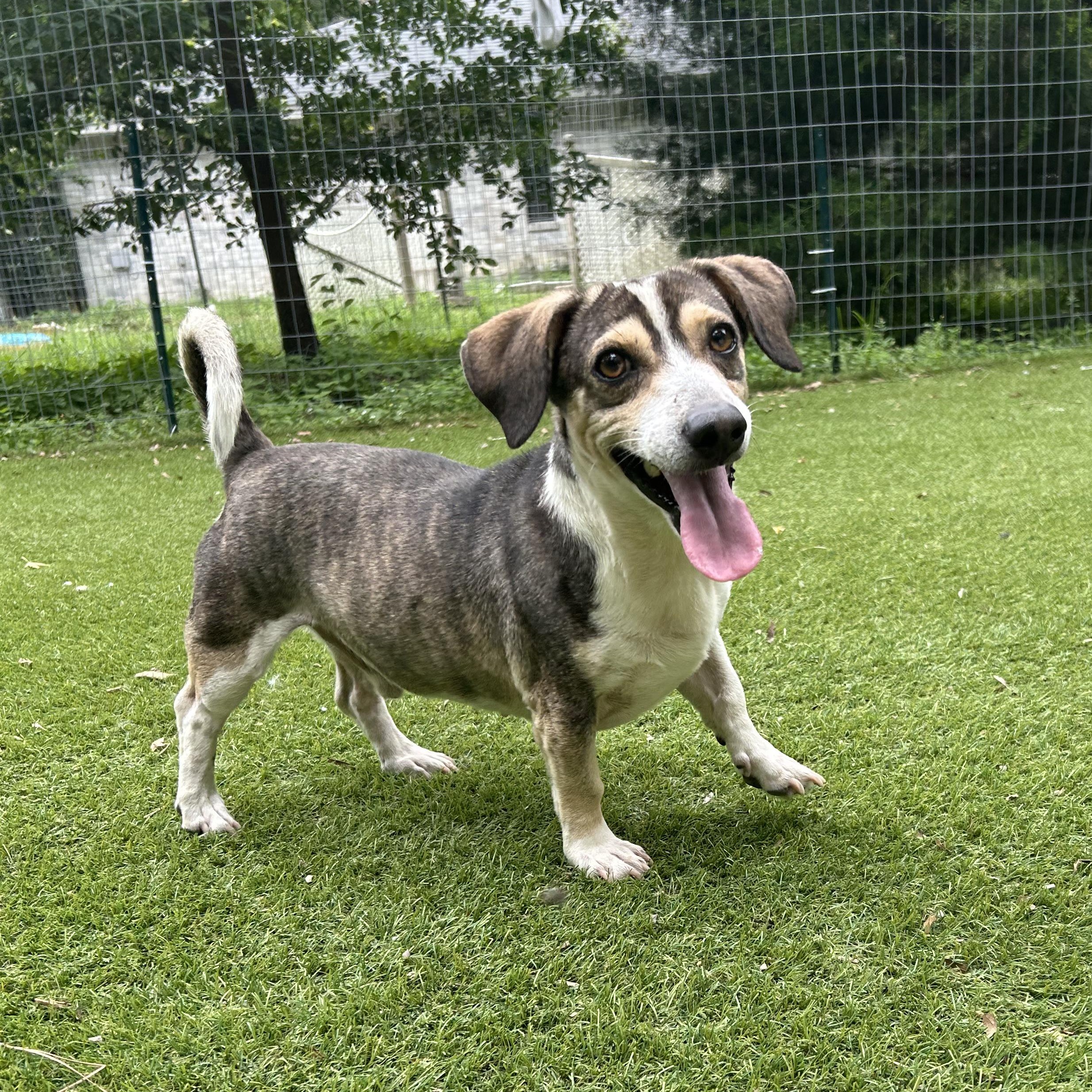 Enlarge Buster, an adopted mixed breed in Magnolia, TX image 6/6