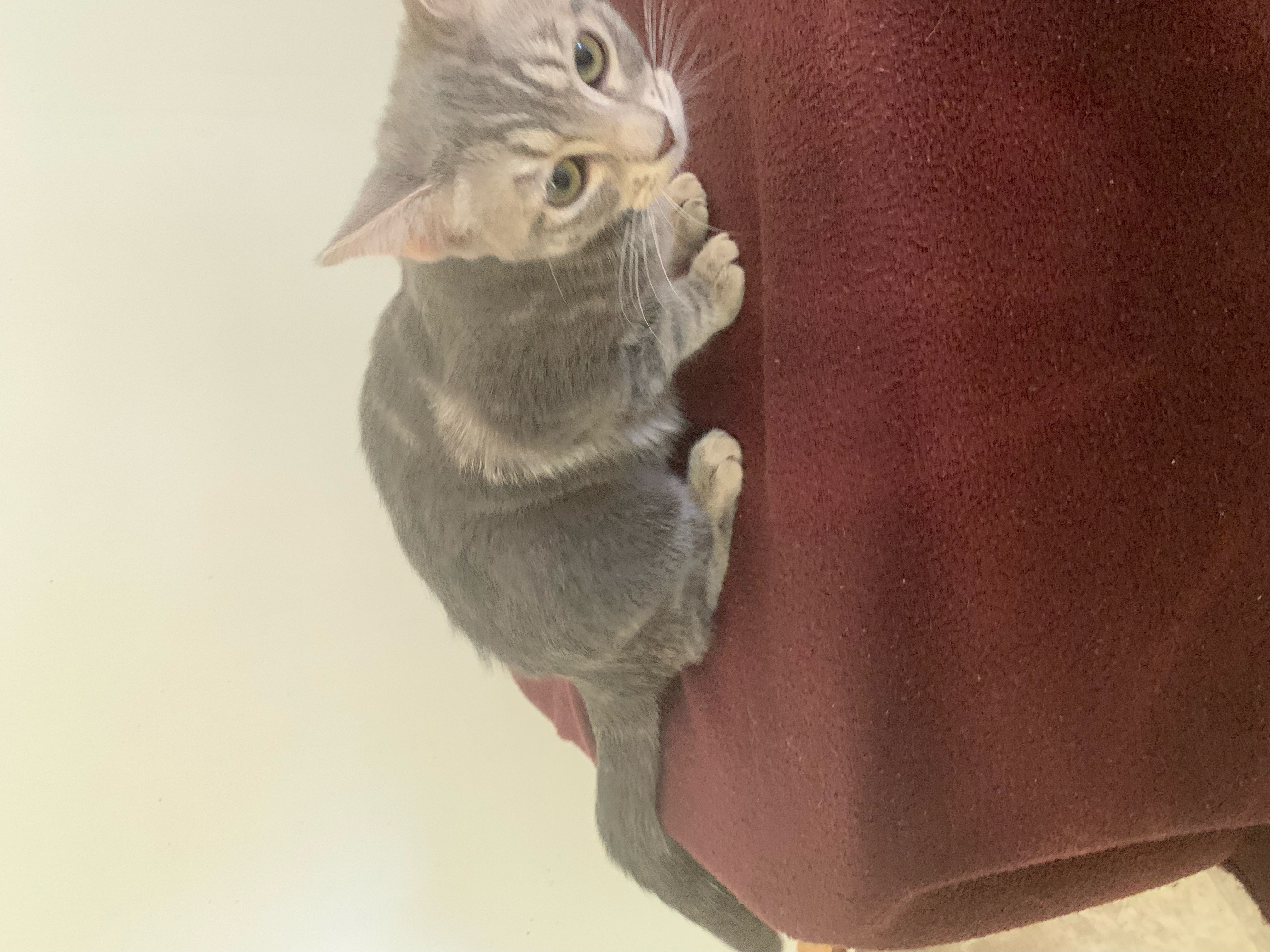 Thelma, an adoptable Tabby in Fresno, CA, 93711 | Photo Image 6