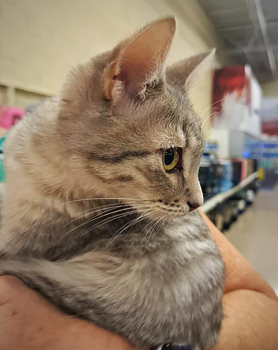 Thelma, an adoptable Tabby in Fresno, CA, 93711 | Photo Image 4