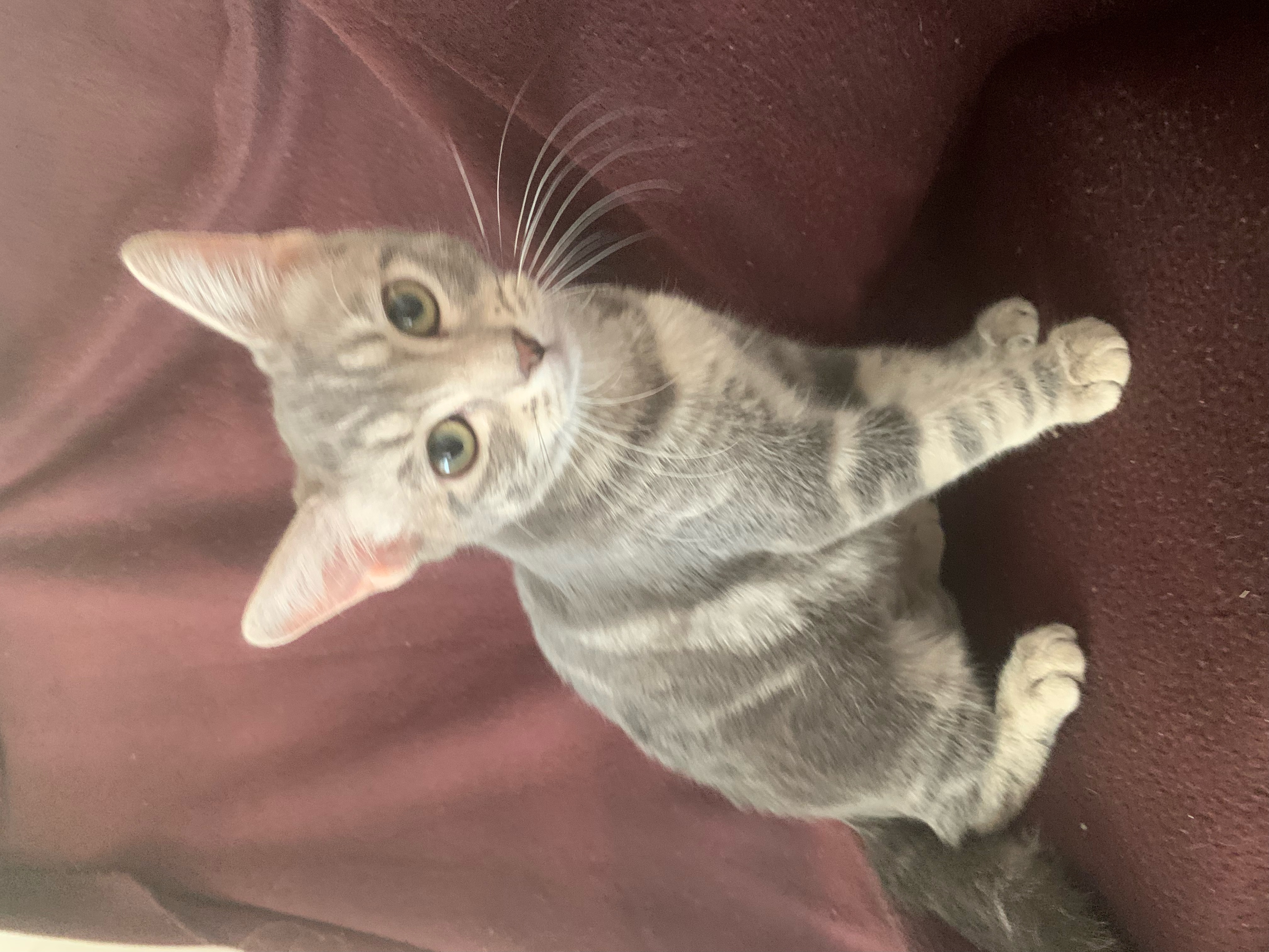 Thelma, an adoptable Tabby in Fresno, CA, 93711 | Photo Image 3