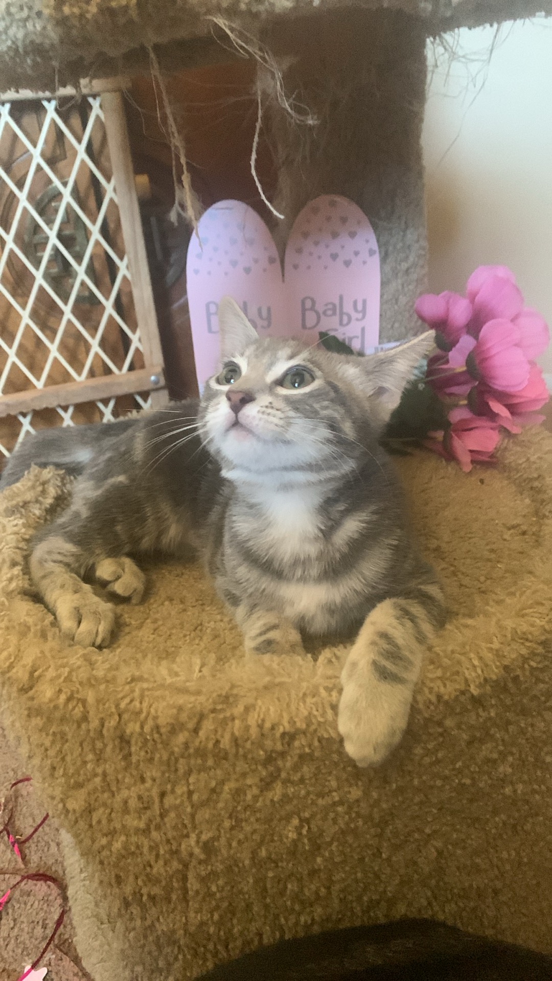 Thelma, an adoptable Tabby in Fresno, CA, 93711 | Photo Image 5