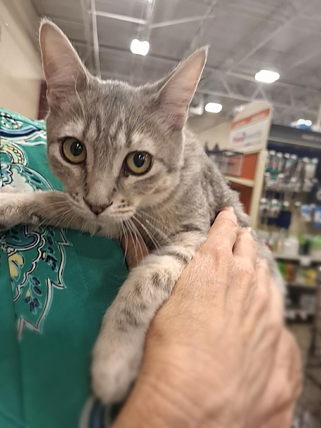 Thelma, an adoptable Tabby in Fresno, CA, 93711 | Photo Image 1