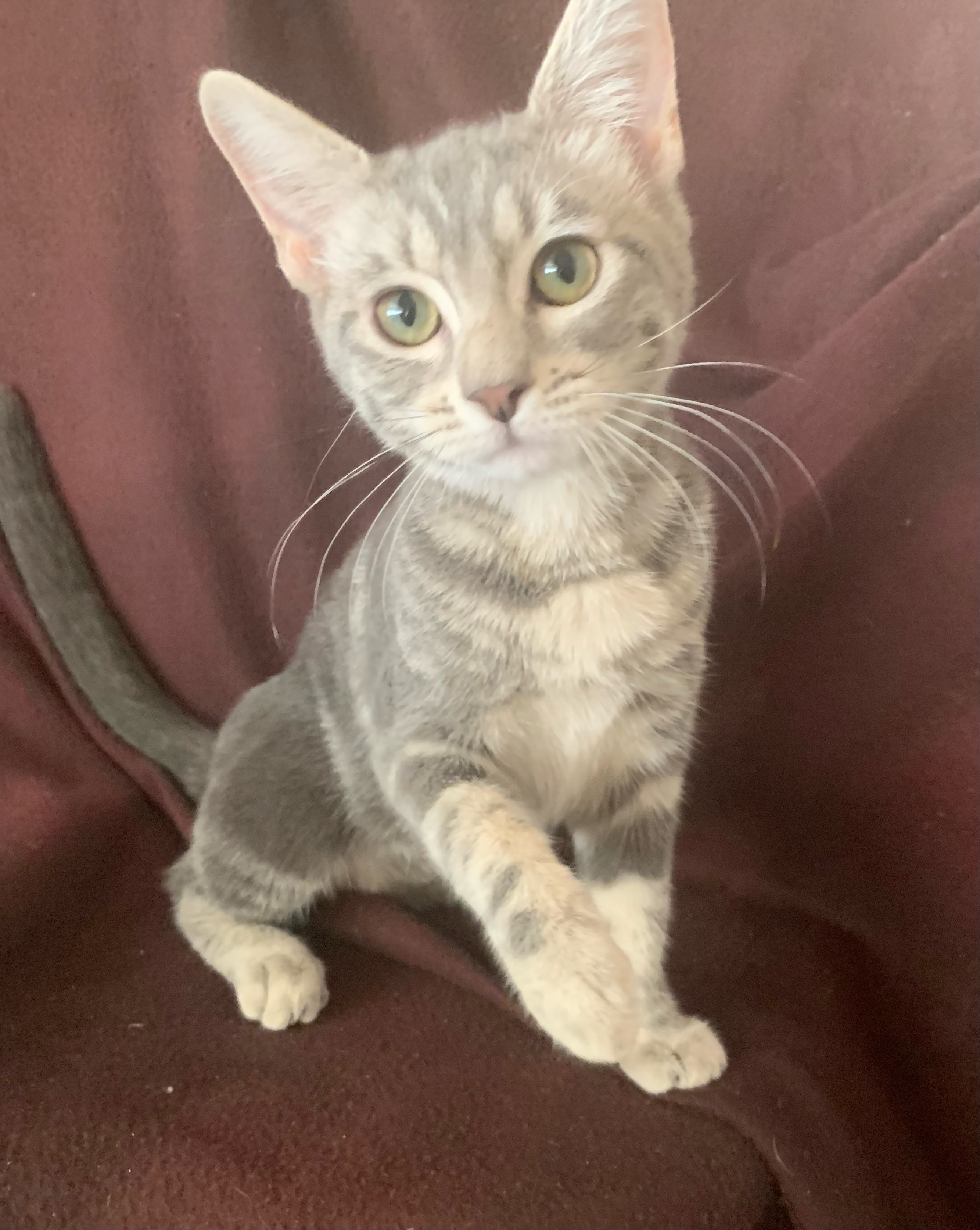 Thelma, an adoptable Tabby in Fresno, CA, 93711 | Photo Image 2