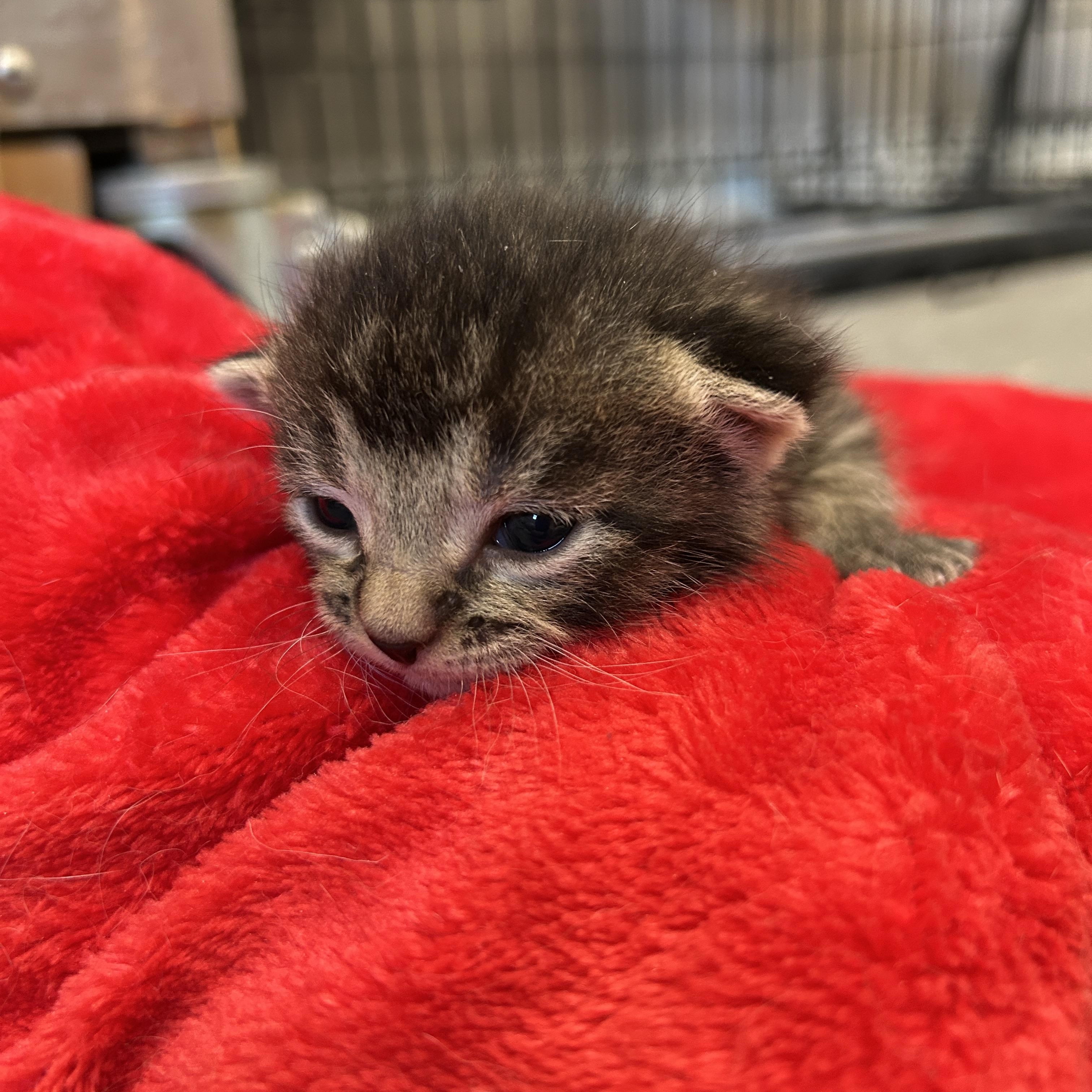 Milo, ADOPTABLE, Kitten Male Domestic Short Hair.