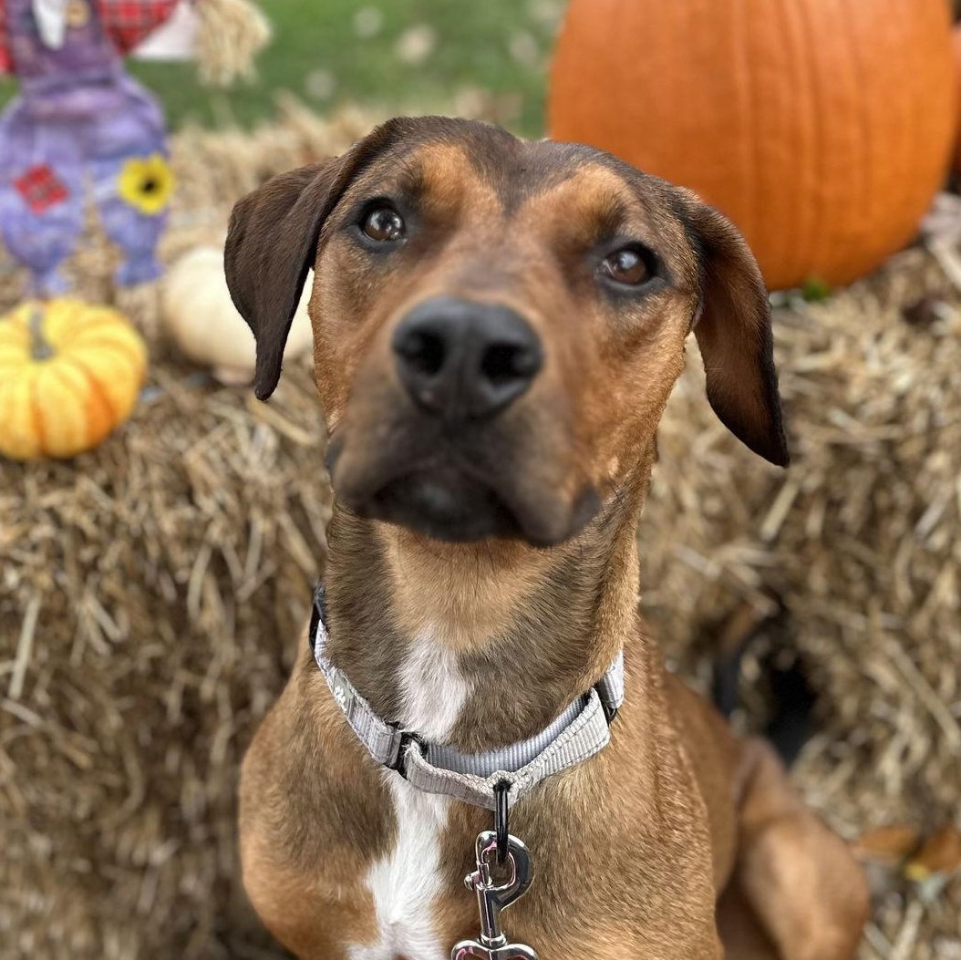 Elayna, a Adoptable mixed breed in Bridgewater, NJ image 2/2