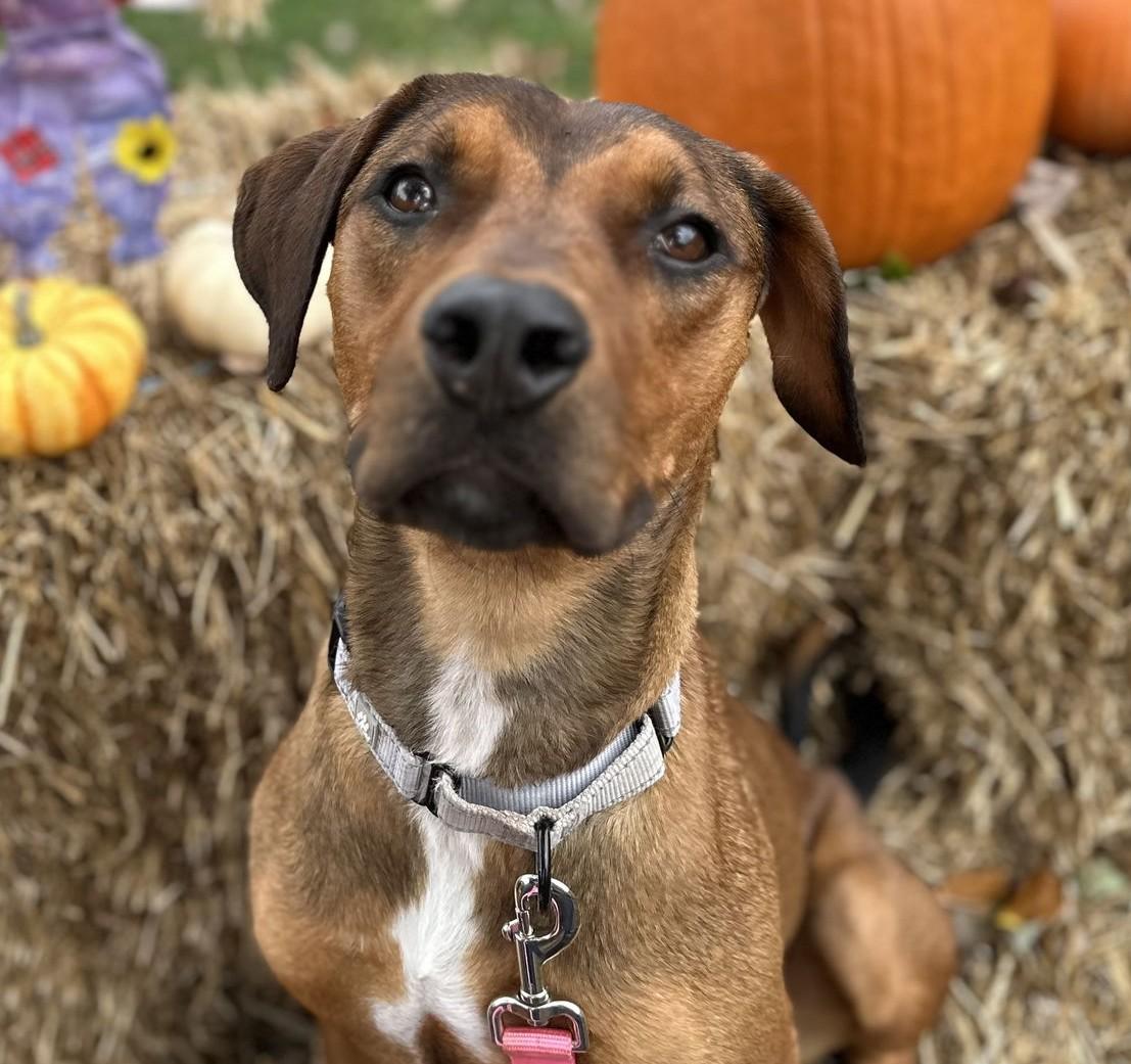 Elayna, a Adoptable mixed breed in Bridgewater, NJ image 1/2