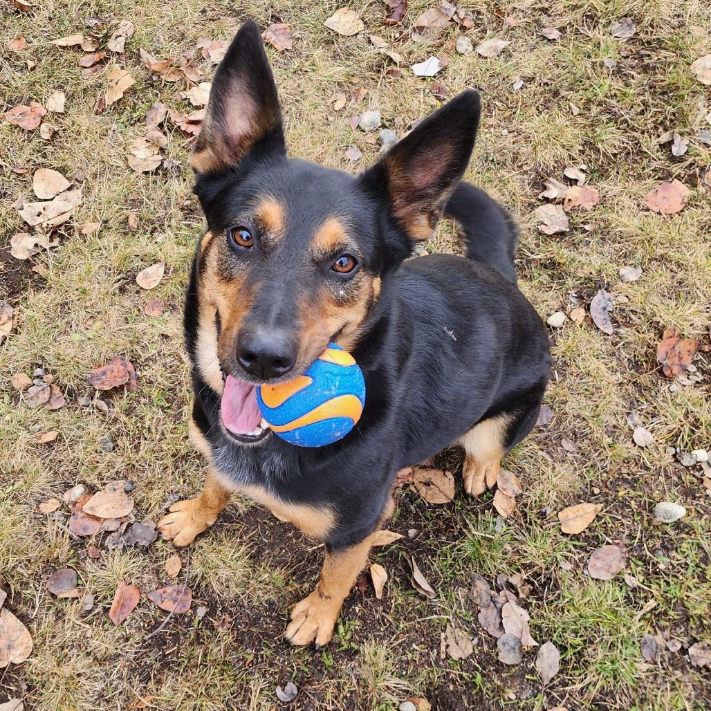 Enlarge Lola, a Adoptable mixed breed in Priest River, ID image 1/6