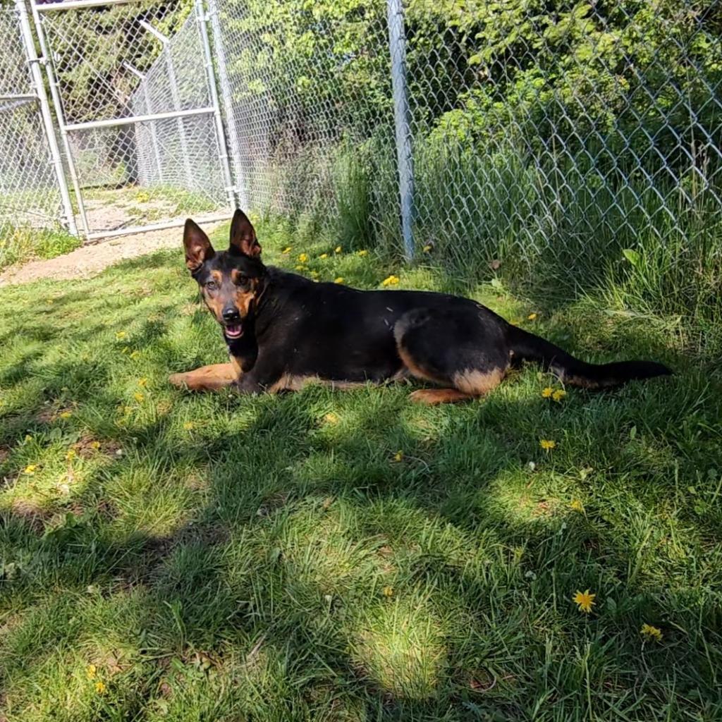 Lola, a Adoptable mixed breed in Priest River, ID image 2/6
