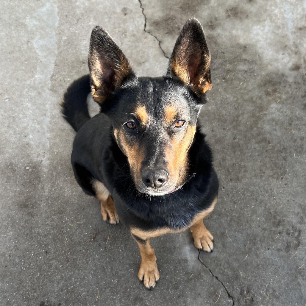 Lola, a Adoptable mixed breed in Priest River, ID image 3/6