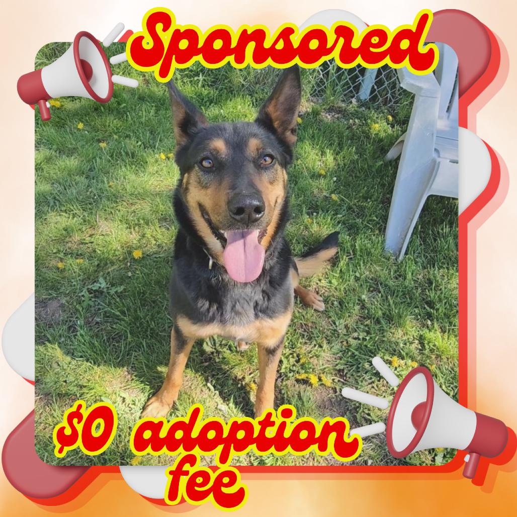 Enlarge Lola, a Adoptable mixed breed in Priest River, ID image 5/6