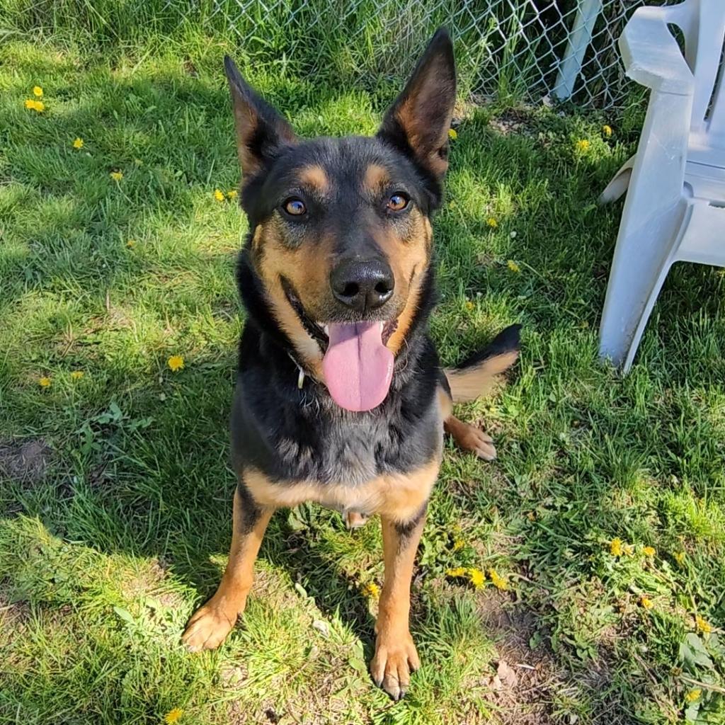 Lola, a Adoptable mixed breed in Priest River, ID image 6/6