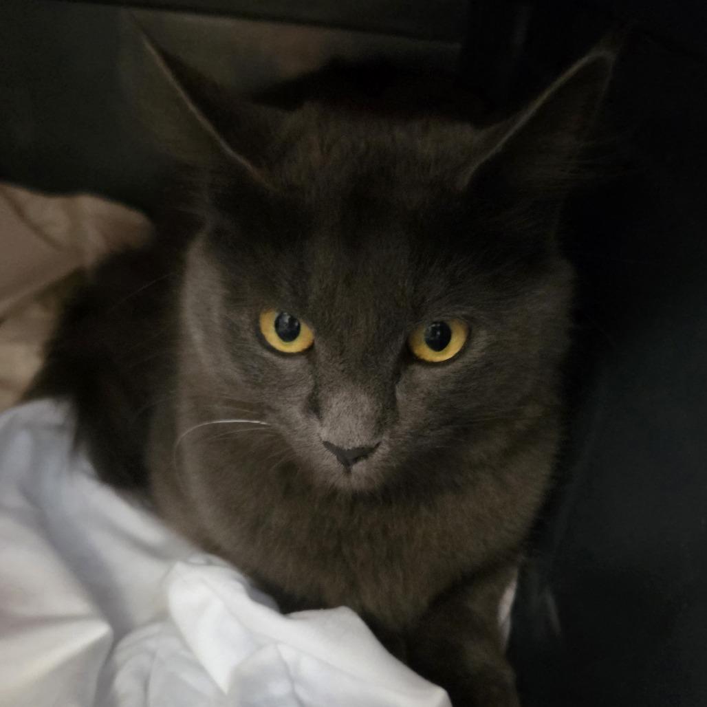 Enlarge Sera, a Adoptable Domestic Long Hair in Branson, MO image 1/3