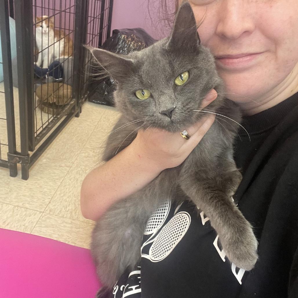 Enlarge Sera, a Adoptable Domestic Long Hair in Branson, MO image 2/3