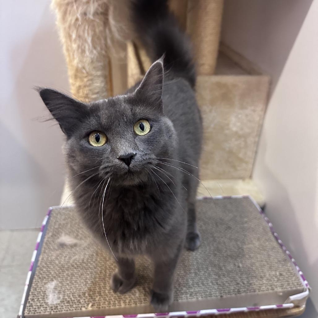 Enlarge Sera, a Adoptable Domestic Long Hair in Branson, MO image 3/3