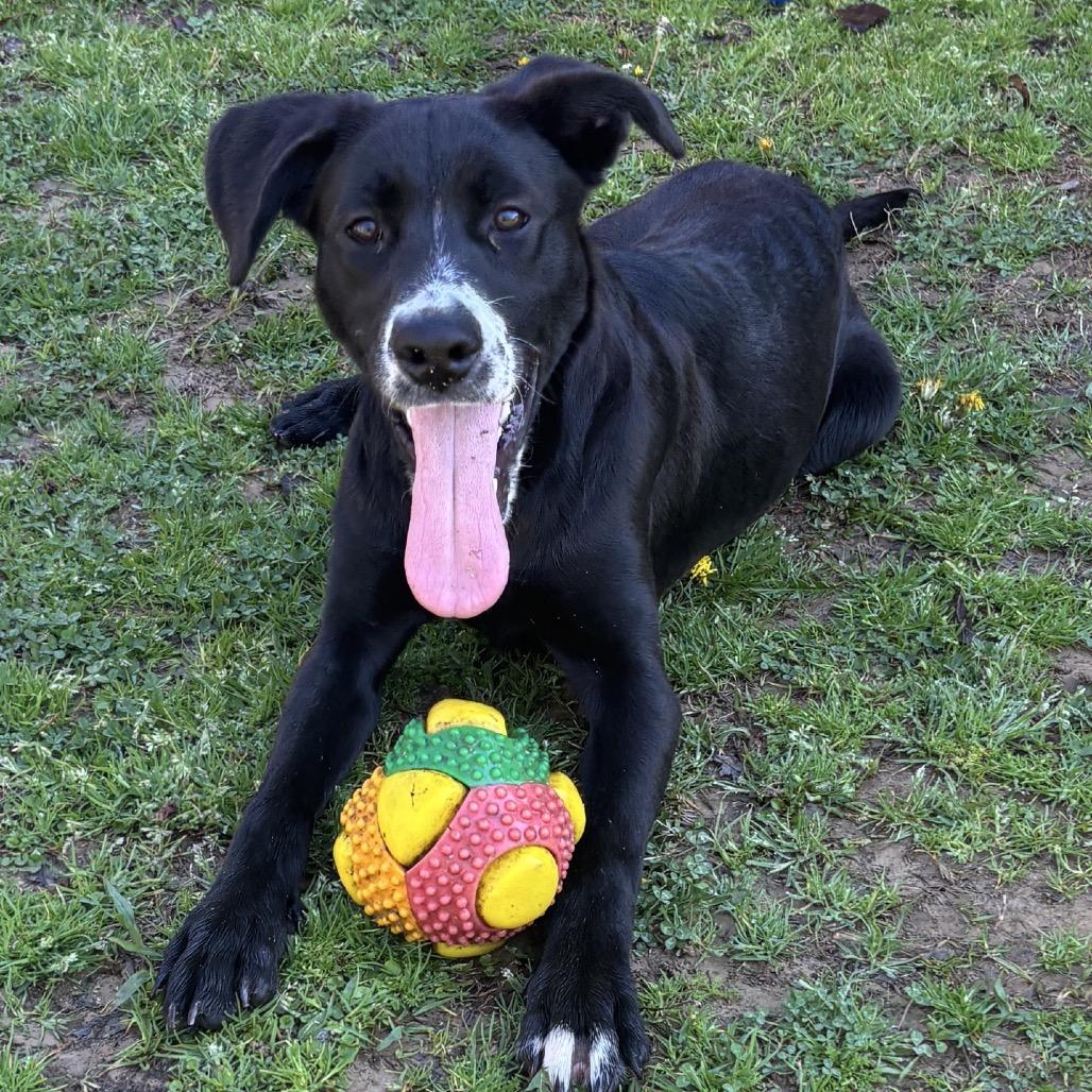 Bell — thumbnail 2