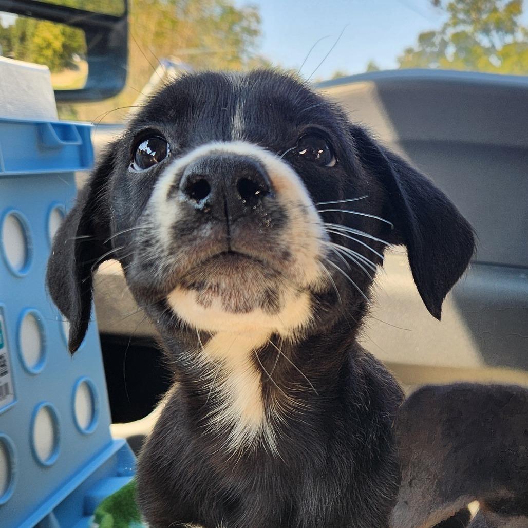 Bell — thumbnail 3