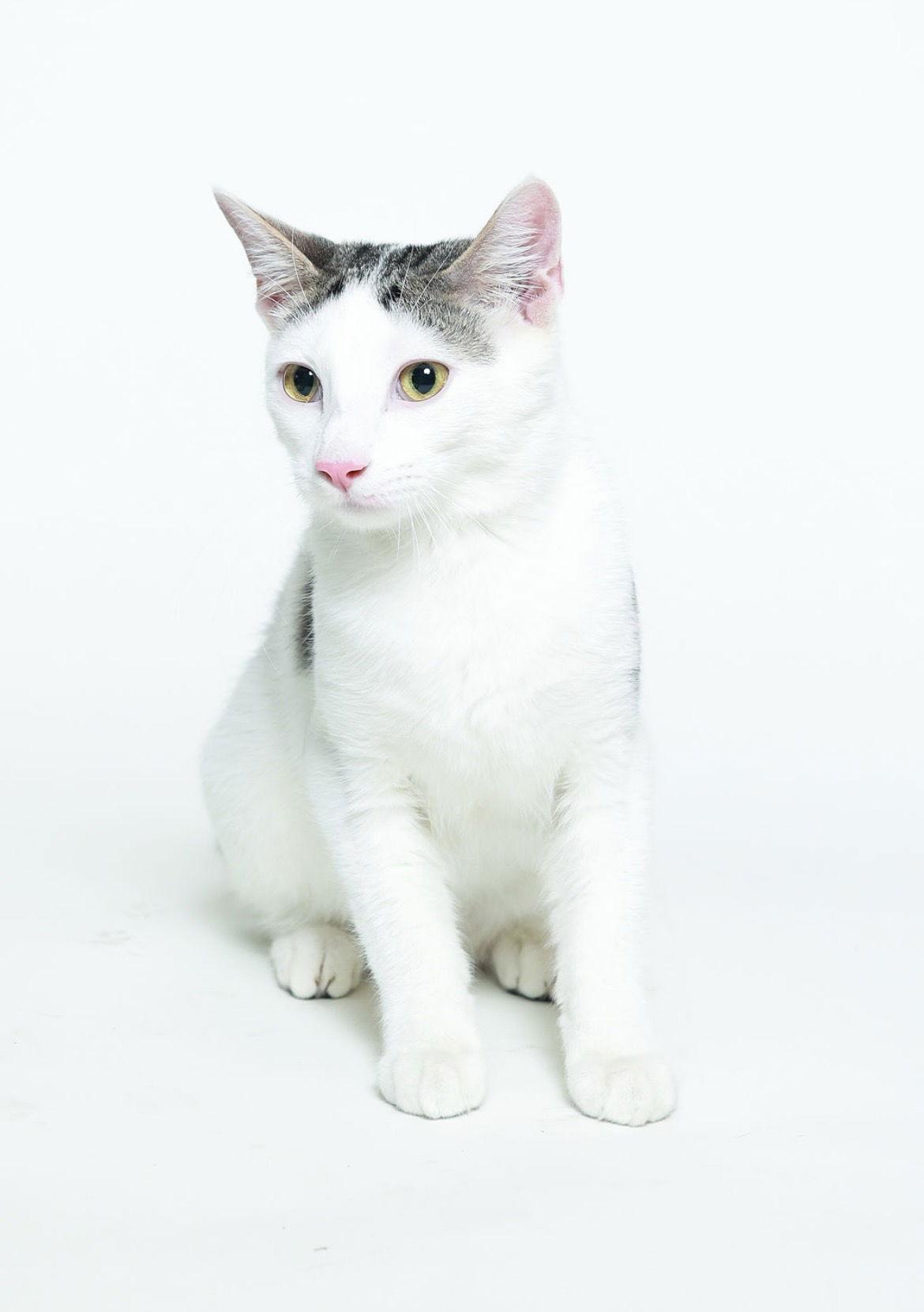Enlarge Thor, a Adoptable Domestic Short Hair in Queen Creek, AZ image 1/3