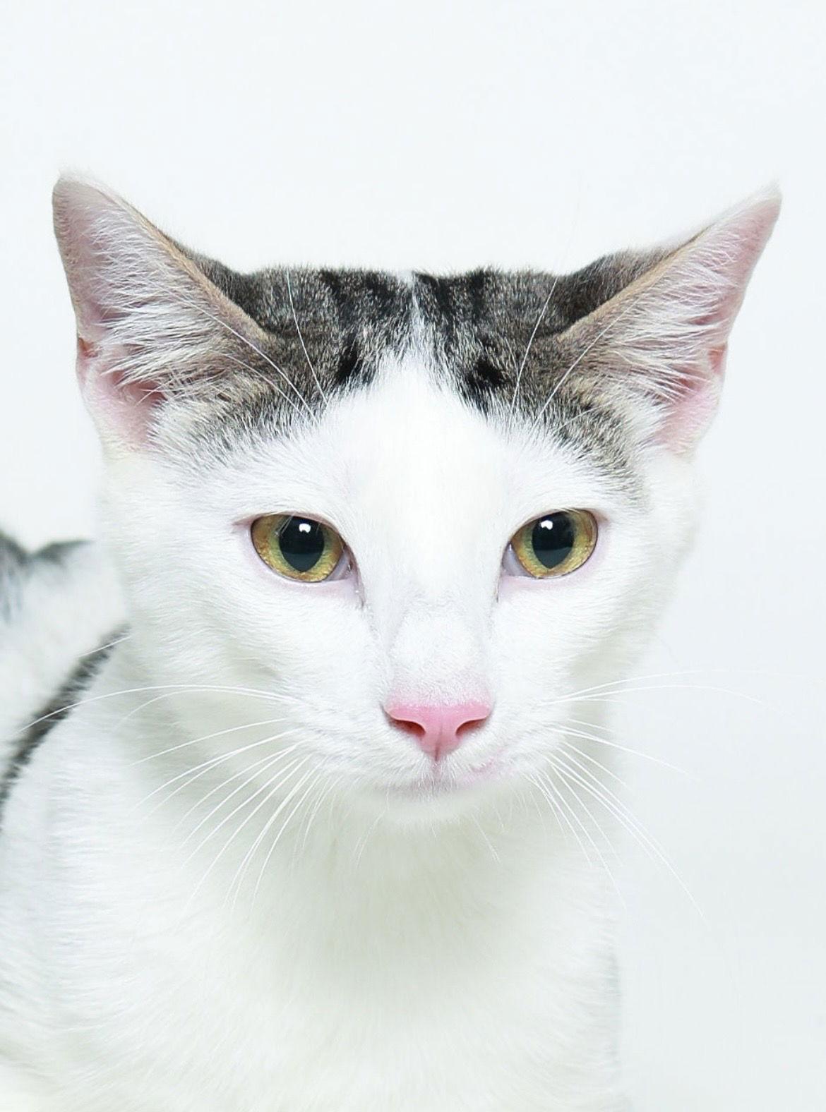 Enlarge Thor, a Adoptable Domestic Short Hair in Queen Creek, AZ image 2/3