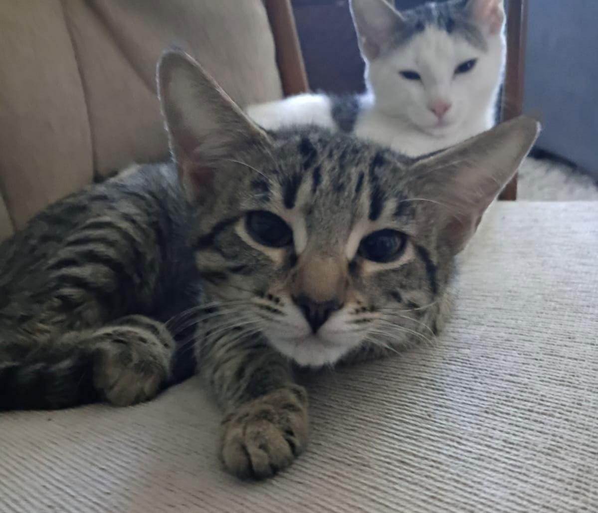 Enlarge Thor, a Adoptable Domestic Short Hair in Queen Creek, AZ image 1/2