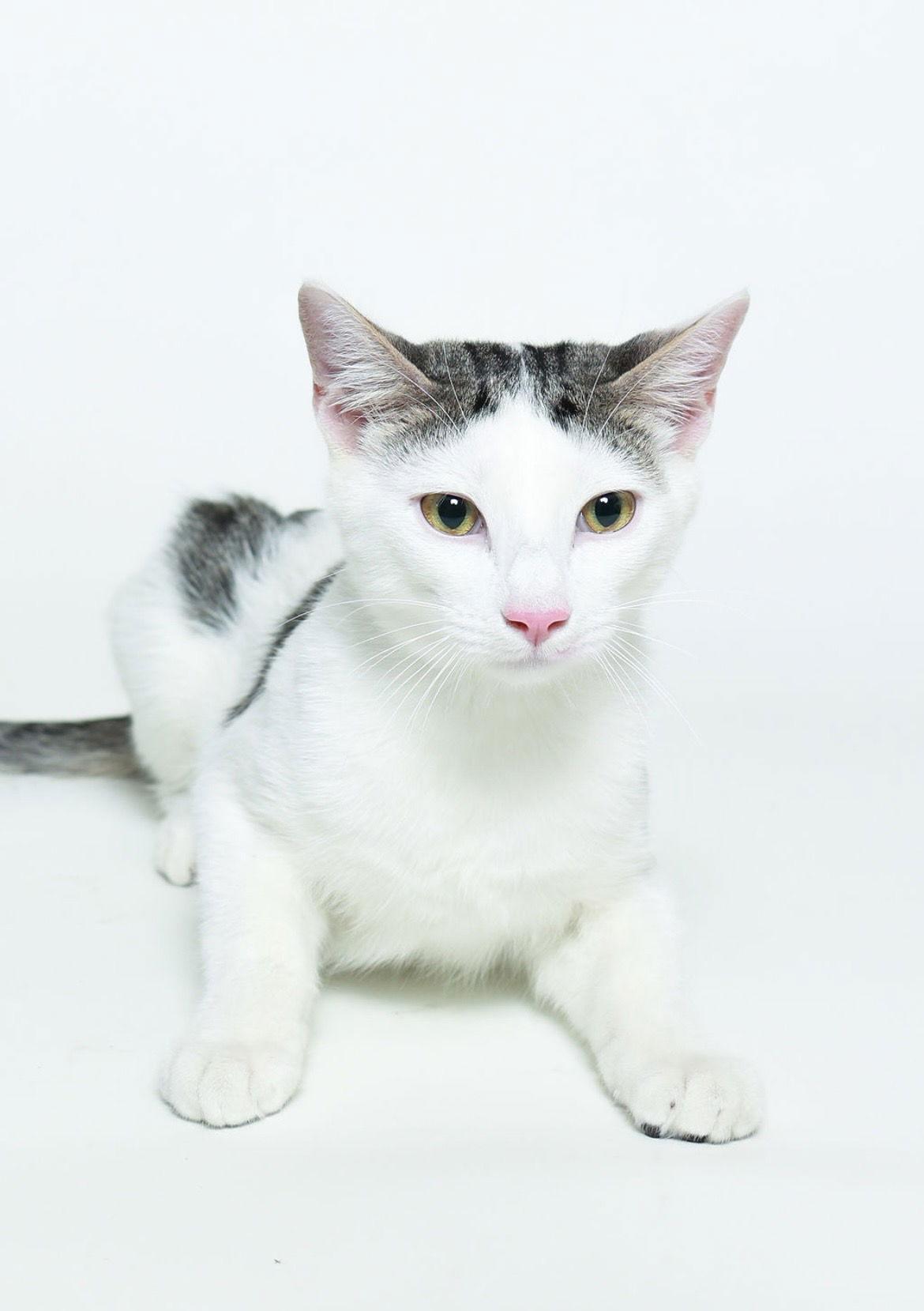 Enlarge Thor, a Adoptable Domestic Short Hair in Queen Creek, AZ image 3/3