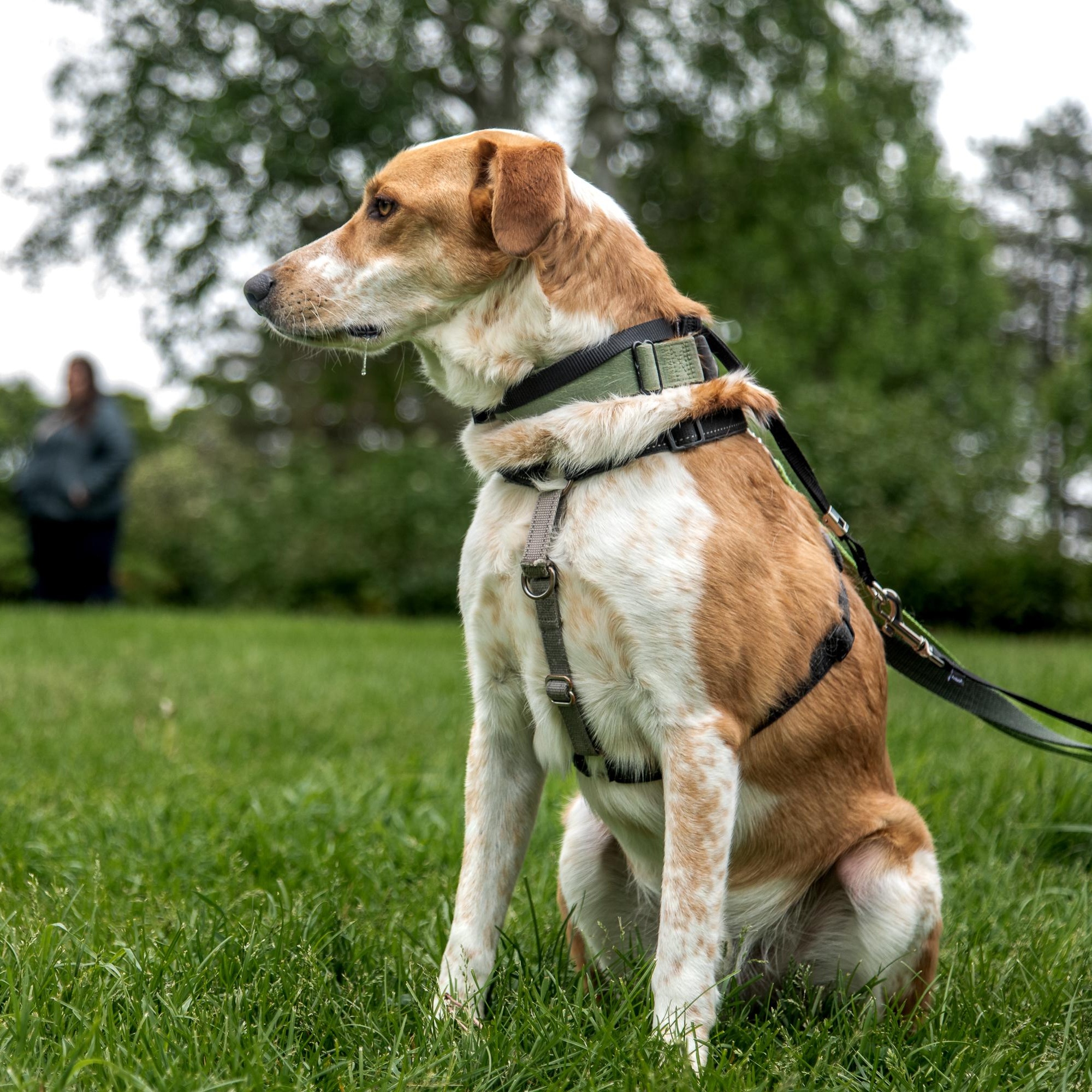 Dexter, a ADOPTABLE mixed breed in Mississauga, ON image 5/6