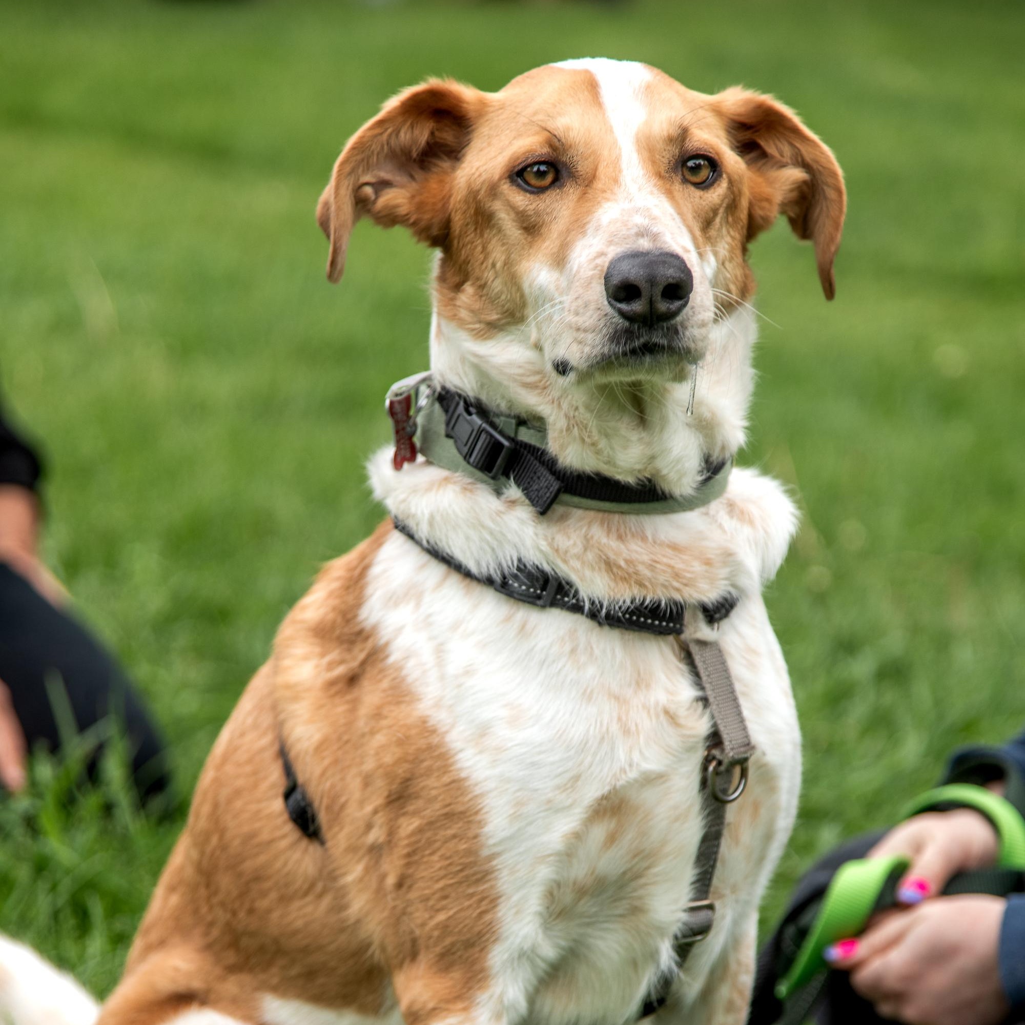 Dexter, a ADOPTABLE mixed breed in Mississauga, ON image 3/6