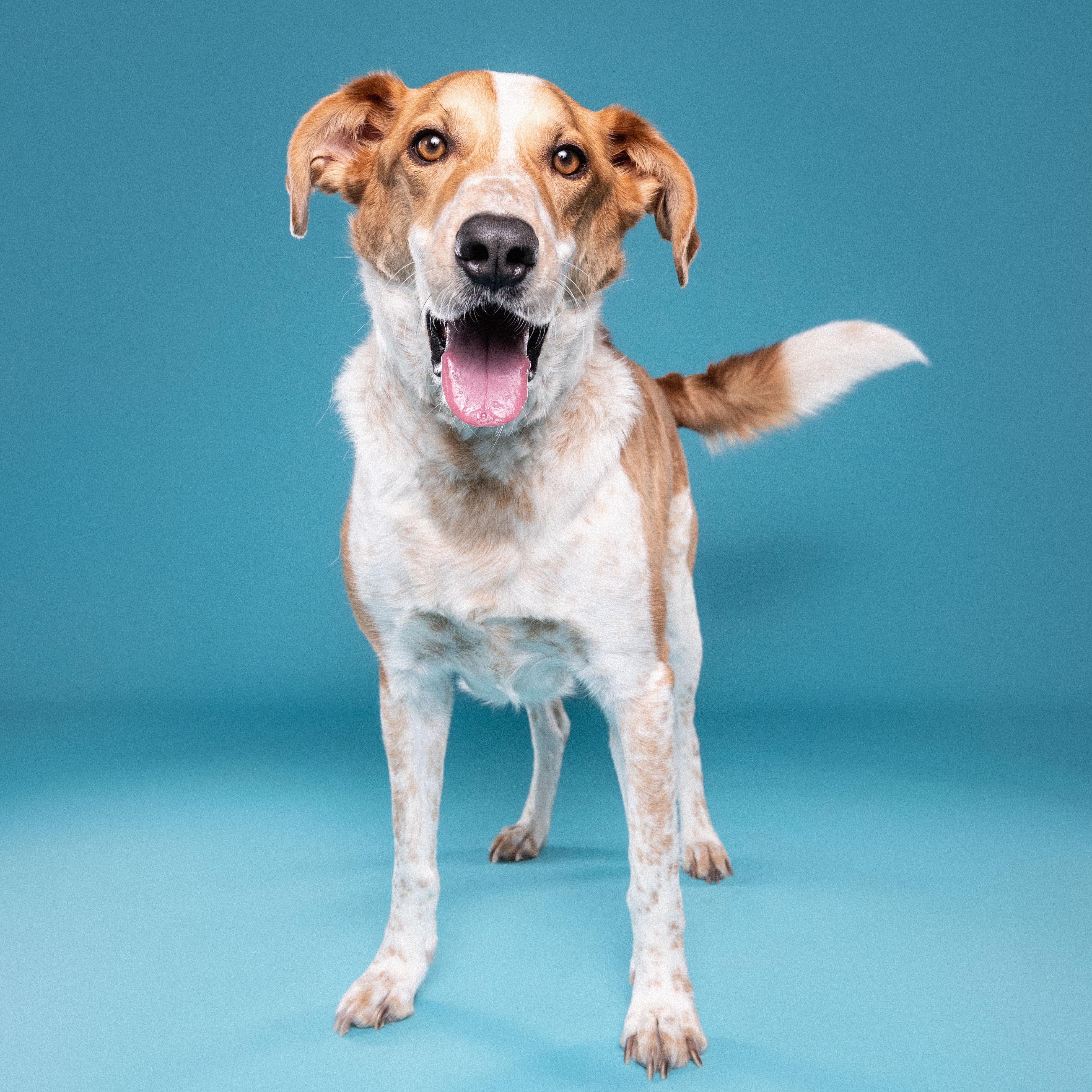 Dexter, a ADOPTABLE mixed breed in Mississauga, ON image 4/6