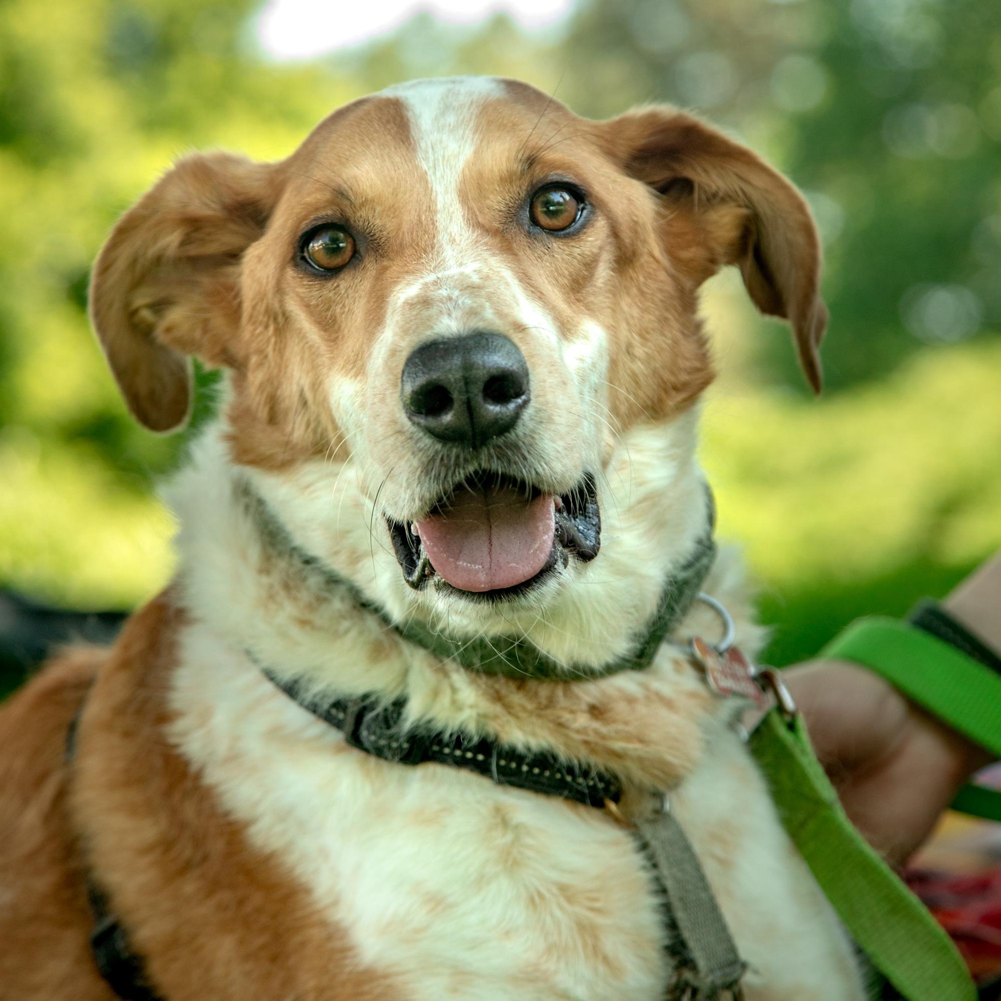 Dexter, a ADOPTABLE mixed breed in Mississauga, ON image 2/6