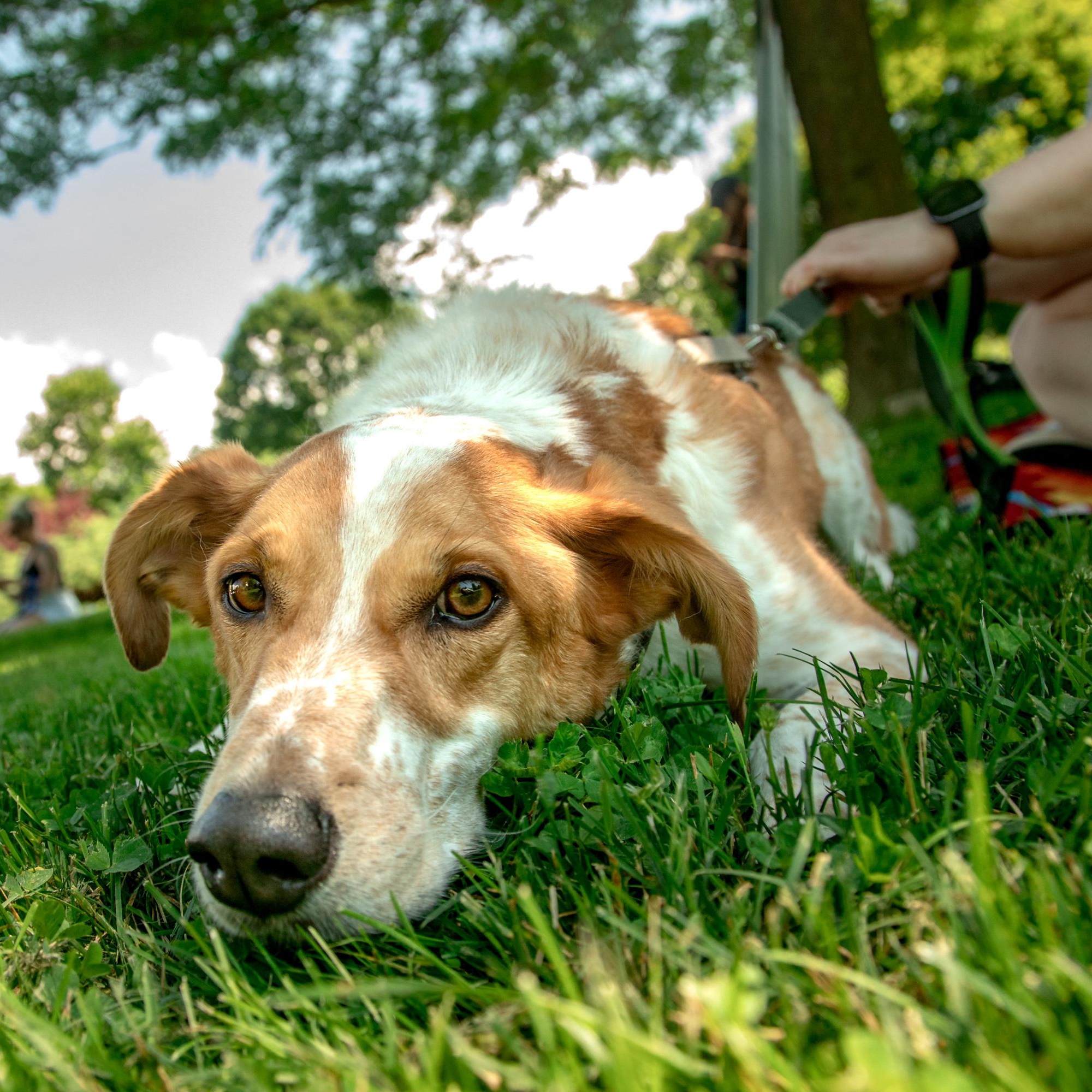 Dexter, a ADOPTABLE mixed breed in Mississauga, ON image 6/6