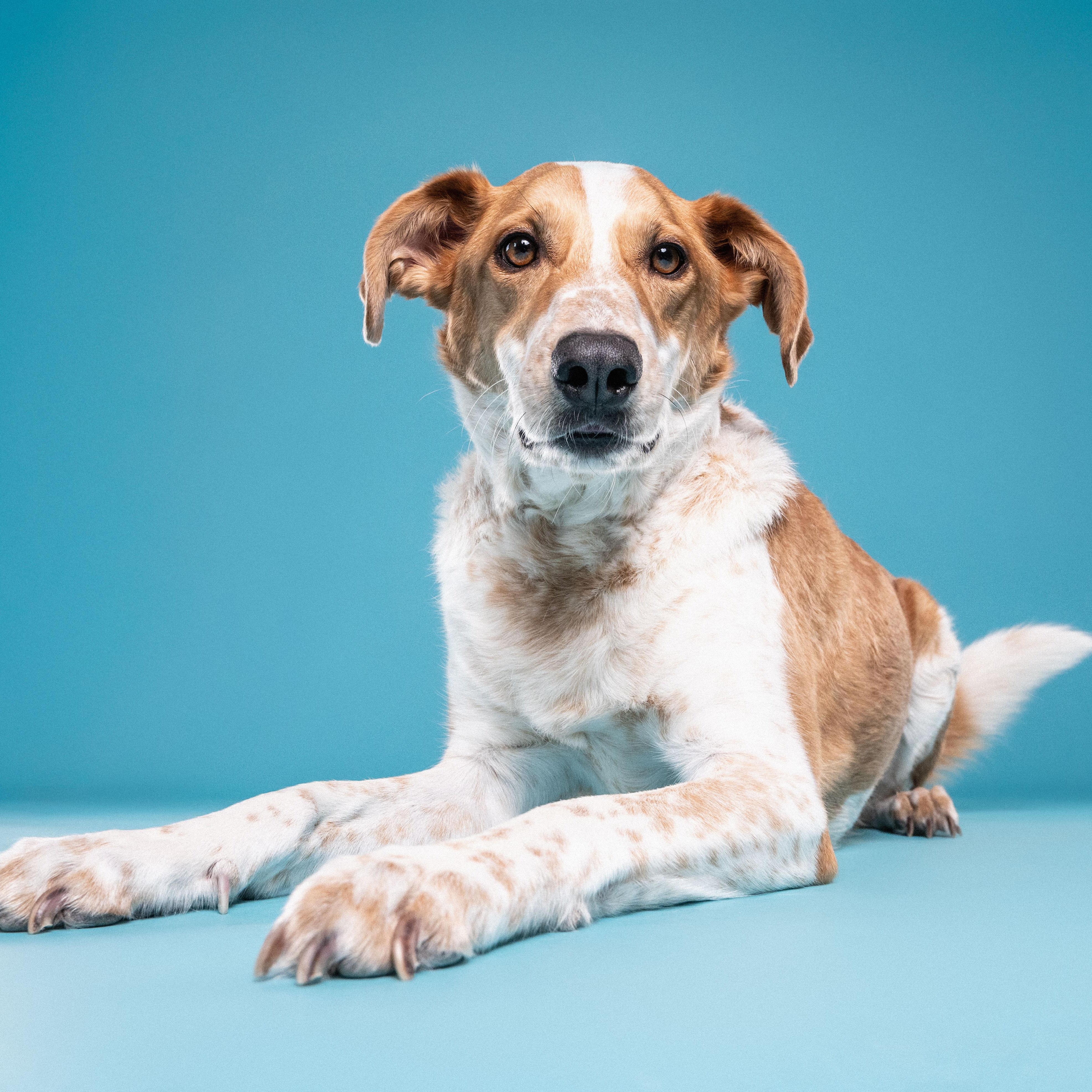 Dexter, a ADOPTABLE mixed breed in Mississauga, ON image 1/6