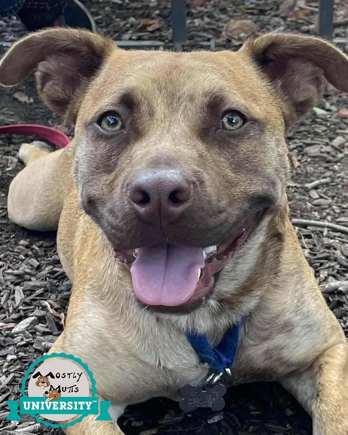 Asher, Adoptable, Adult Male Boxer & Corgi.