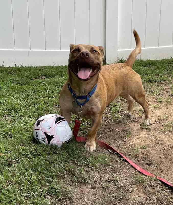 Asher, an adoptable Boxer, Corgi in Kennesaw, GA, 30144 | Photo Image 4