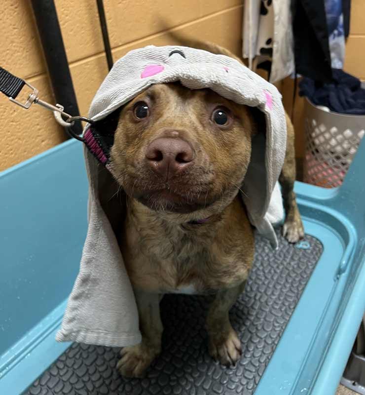 Enlarge Asher, a Adoptable mixed breed in Kennesaw, GA image 2/6