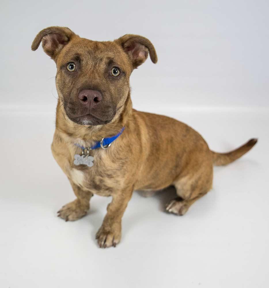 Enlarge Asher, an adoptable mixed breed in Kennesaw, GA image 4/6