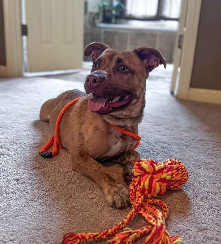 Enlarge Asher, an adoptable mixed breed in Kennesaw, GA image 5/6