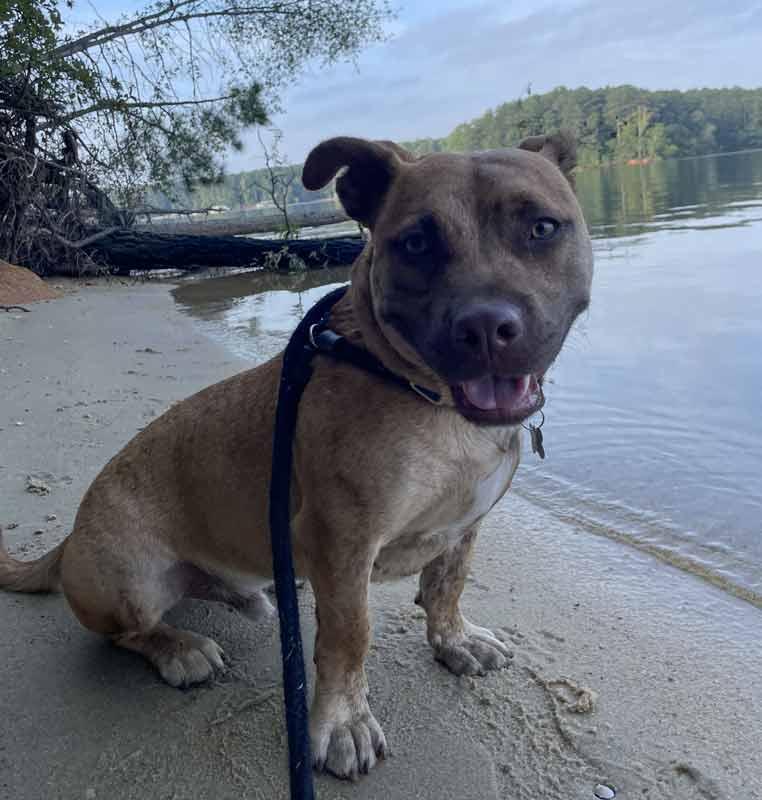 Enlarge Asher, a Adoptable mixed breed in Kennesaw, GA image 5/6