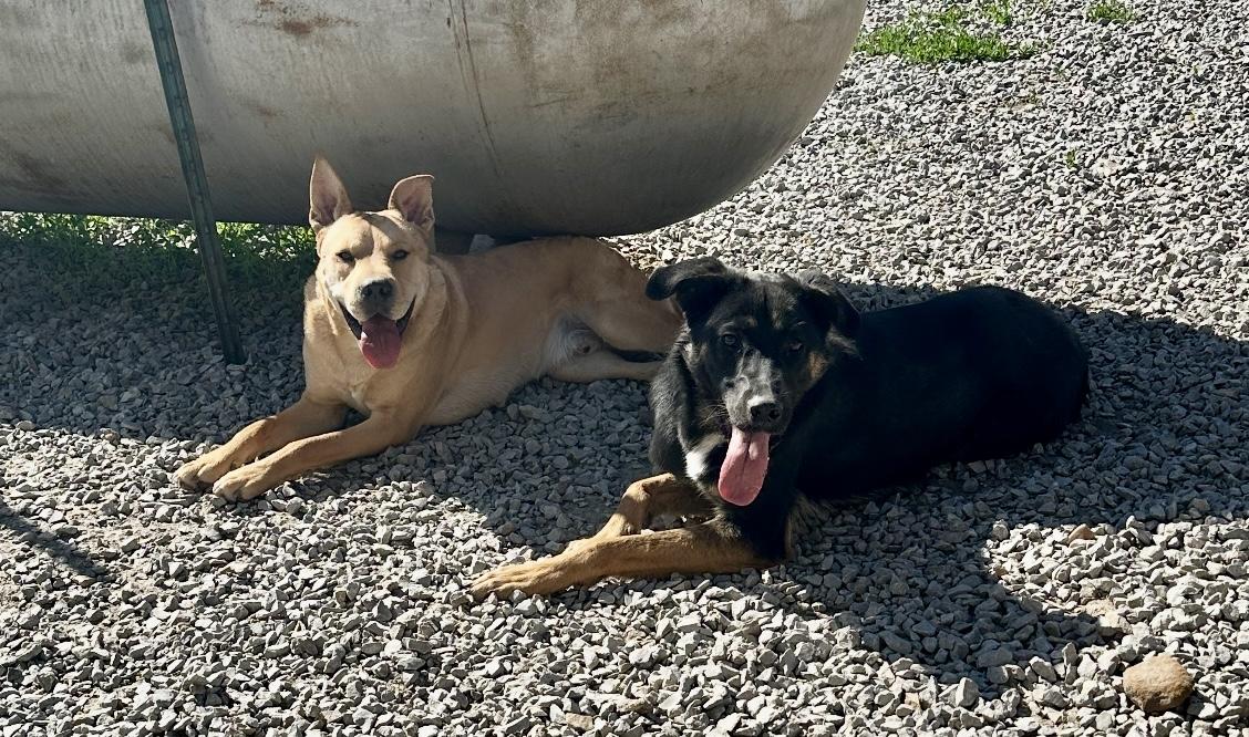 Buddy, Adoptable, Adult Male Shepherd.