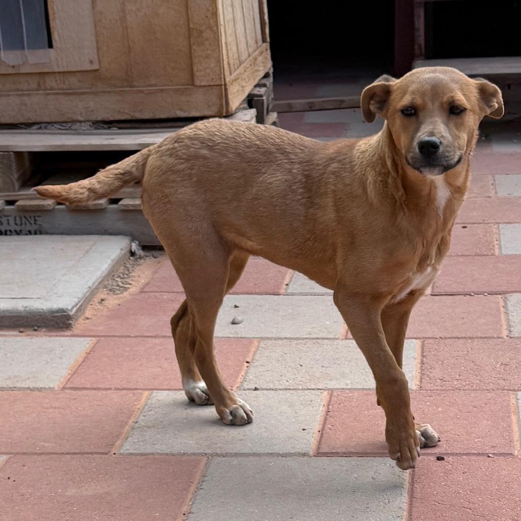 Cocoa, a Adoptable Shepherd in Tuba City, AZ image 1/6