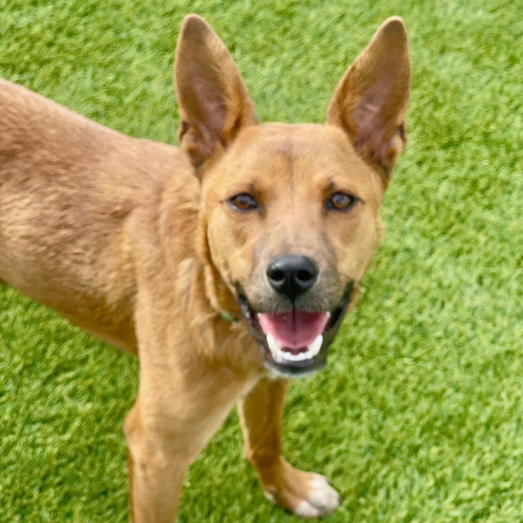 Cocoa, a Adoptable Shepherd in Tuba City, AZ image 2/6
