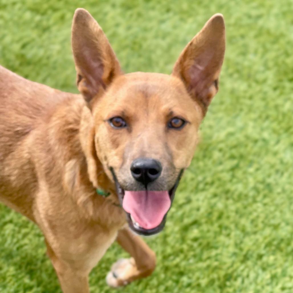 Enlarge Cocoa, a Adoptable Shepherd in Tuba City, AZ image 3/6