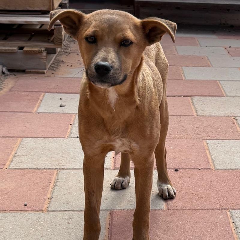 Cocoa, a Adoptable Shepherd in Tuba City, AZ image 3/6