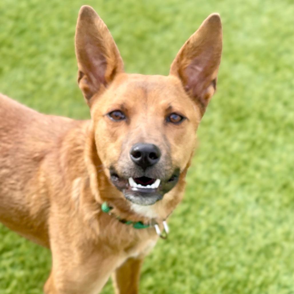 Cocoa, a Adoptable Shepherd in Tuba City, AZ image 6/6