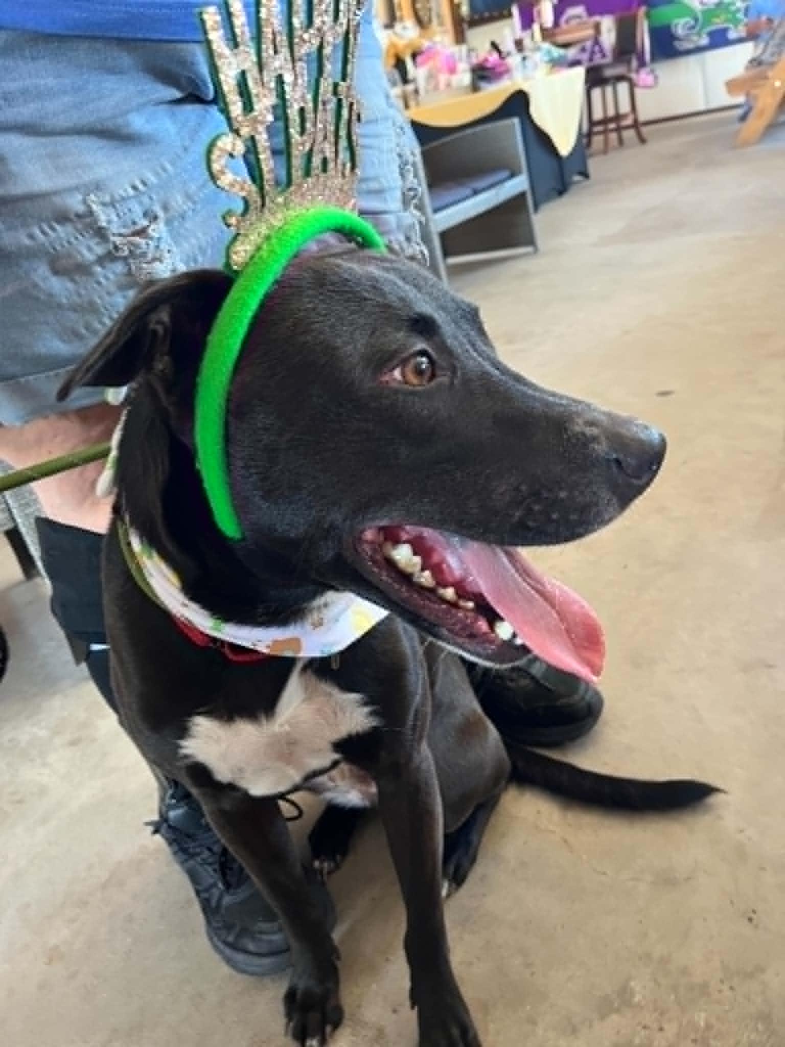 Pretzel, a Adoptable mixed breed in Willowbrook, IL image 2/6