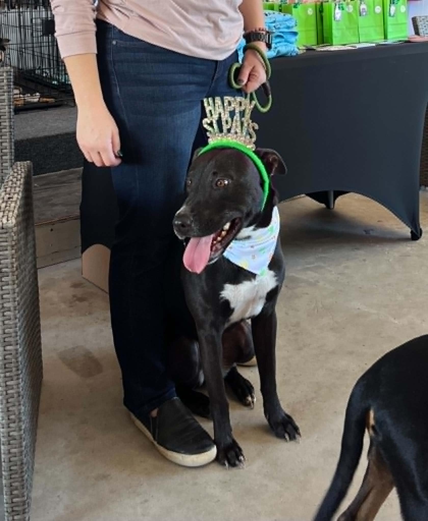 Pretzel, a Adoptable mixed breed in Willowbrook, IL image 3/6