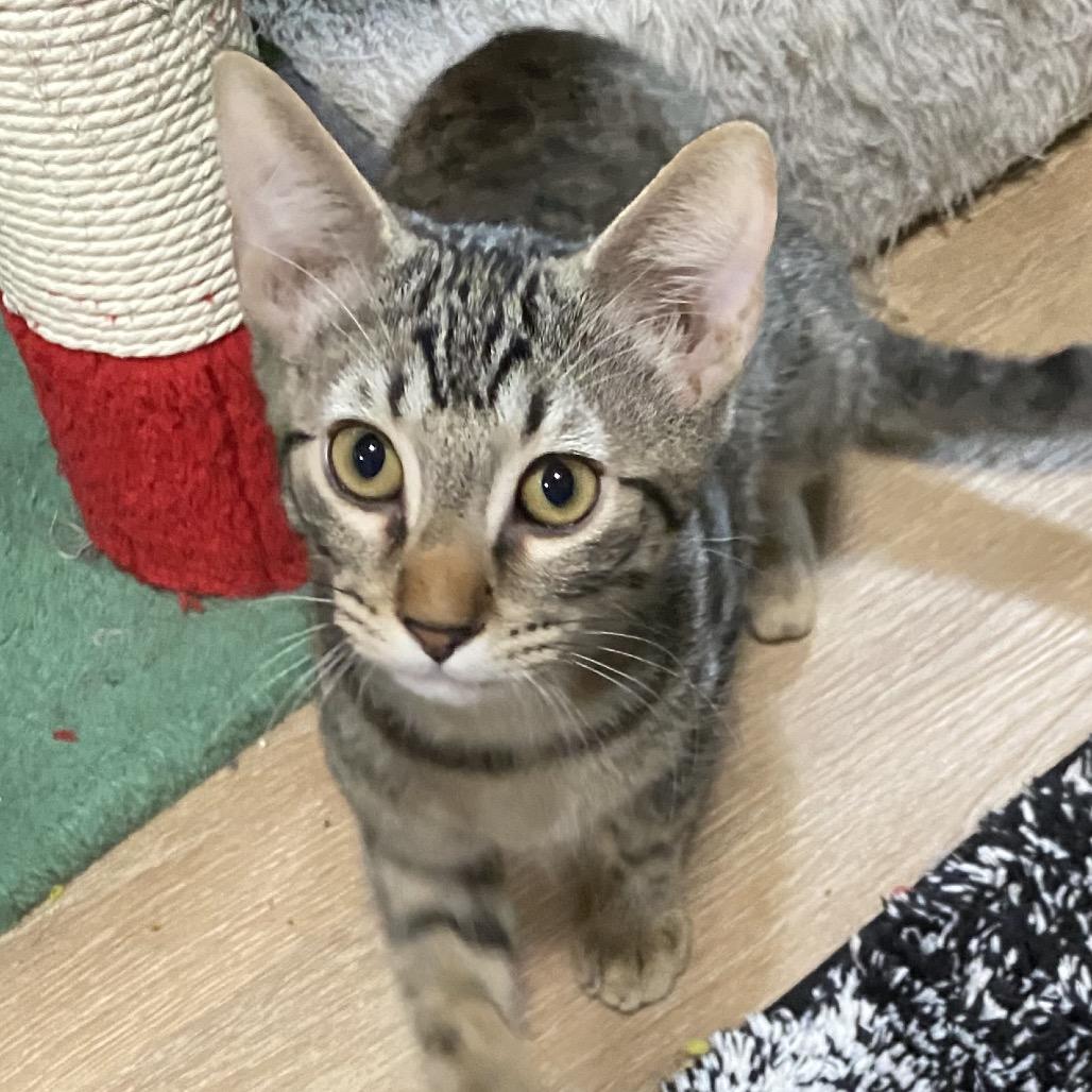 Elijah, Adoptable, Kitten Male Domestic Short Hair.