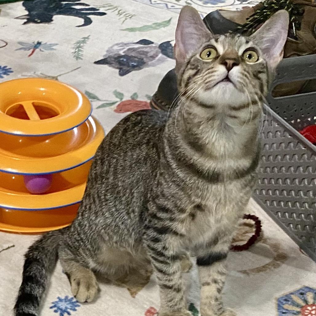 Enlarge Elijah, a Adoptable Domestic Short Hair in Denison, TX image 2/5