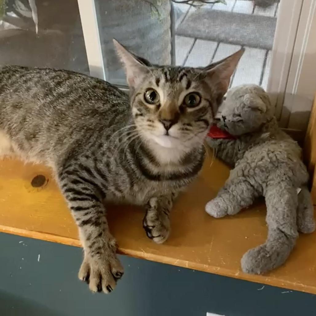 Enlarge Elijah, a Adoptable Domestic Short Hair in Denison, TX image 3/5