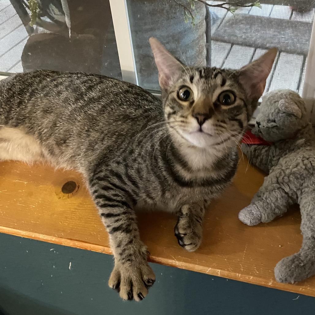 Enlarge Elijah, a Adoptable Domestic Short Hair in Denison, TX image 4/5